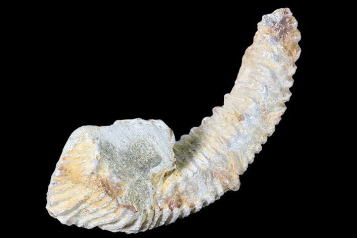 Cretaceous Fossil Oyster (Rastellum) - Madagascar #88471